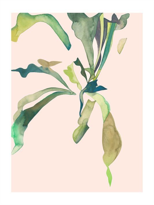 STAGHORN 1