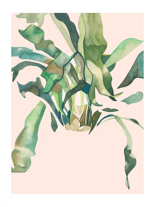 STAGHORN 2