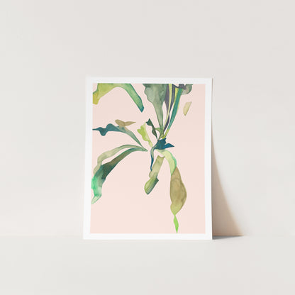 STAGHORN 1