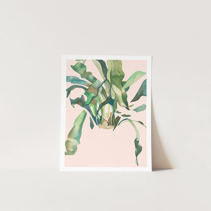 STAGHORN 2
